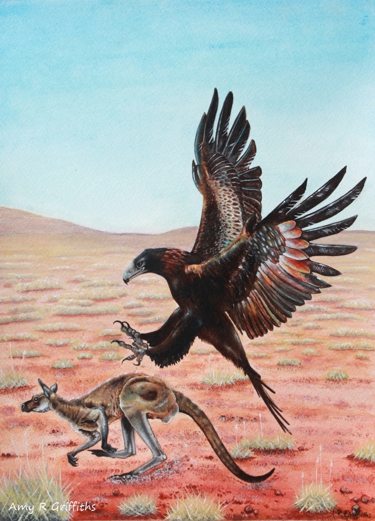 'Wedge-tailed Eagle and Grey Kangaroo'