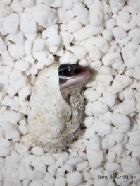 Nephrurus Gecko Hatching