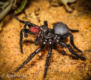 Mygalomorph Trapdoor Spider