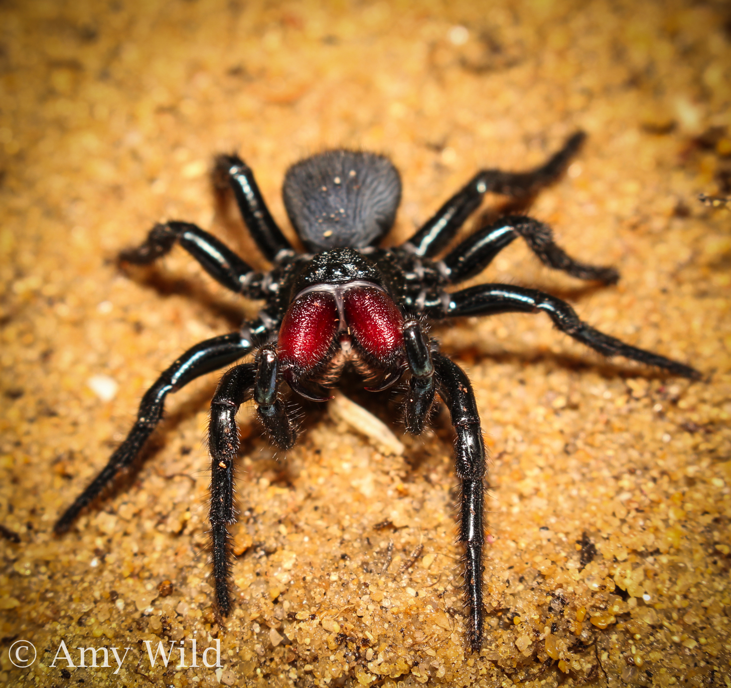 Mygalomorph Trapdoor Spider
