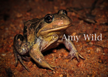 Western Banjo Frog