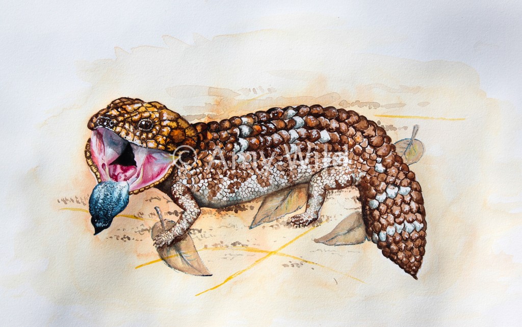 Bobtail Lizard Art