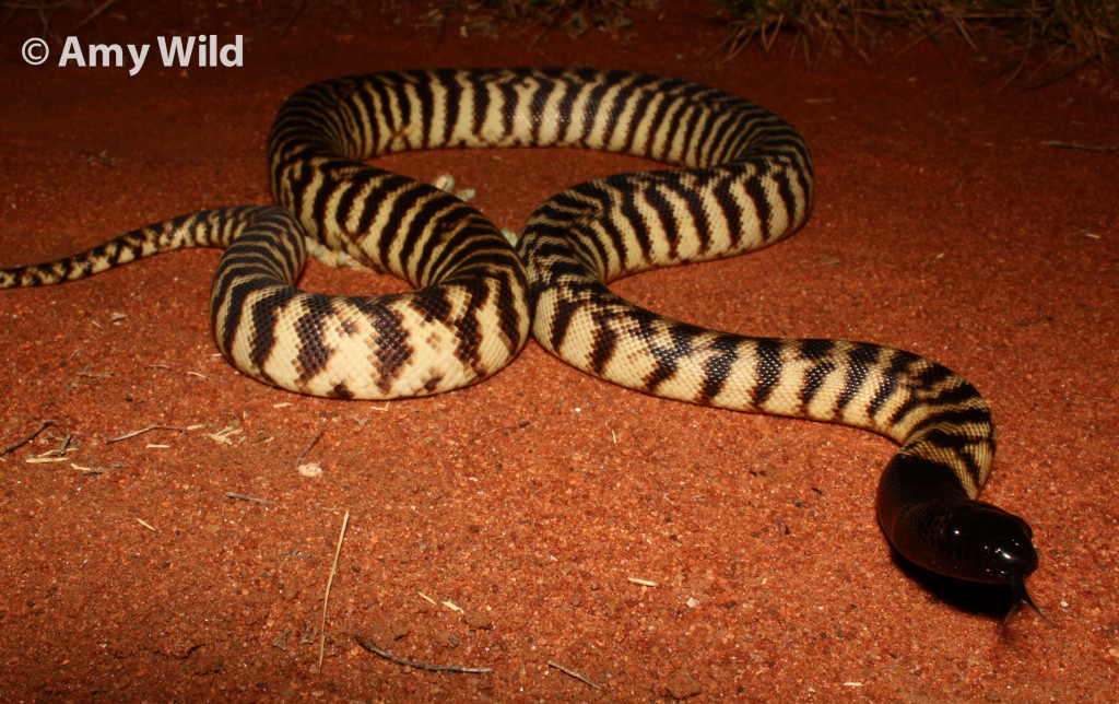 Black-headed Python