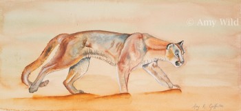 Big cat art, watercolour, mountain lion