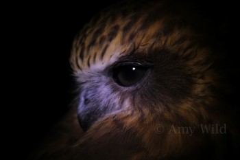 Boobook Owl